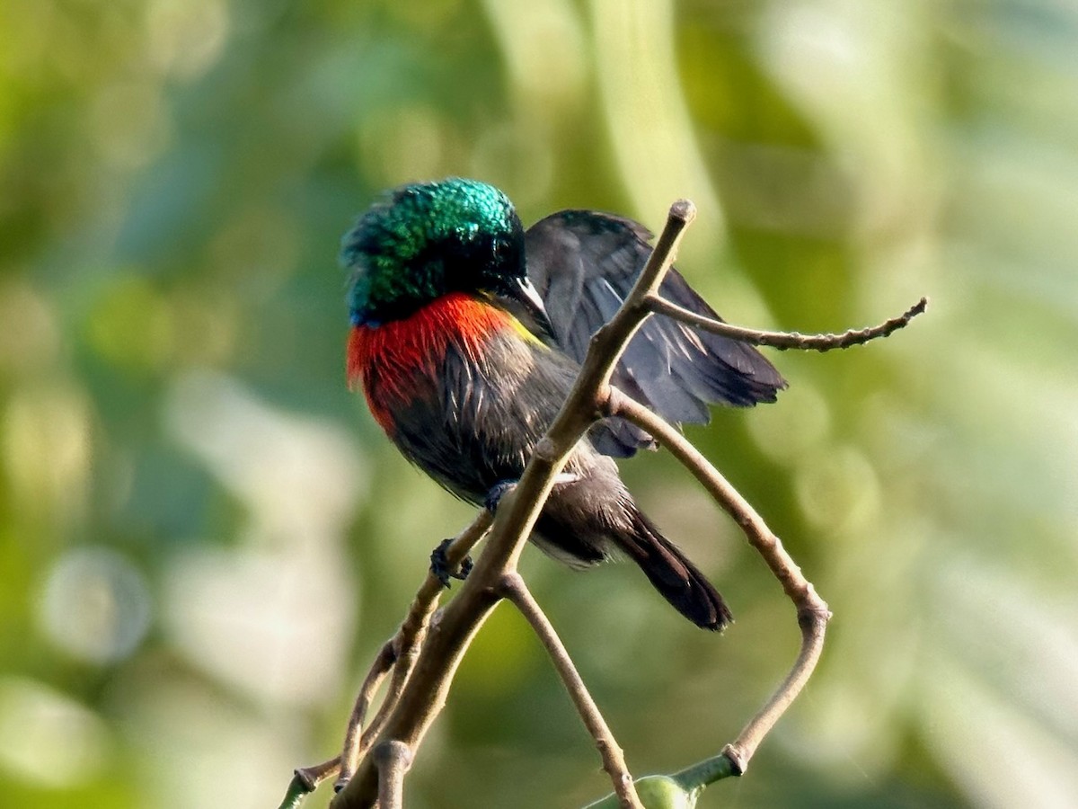 Northern Double-collared Sunbird - ML613160237