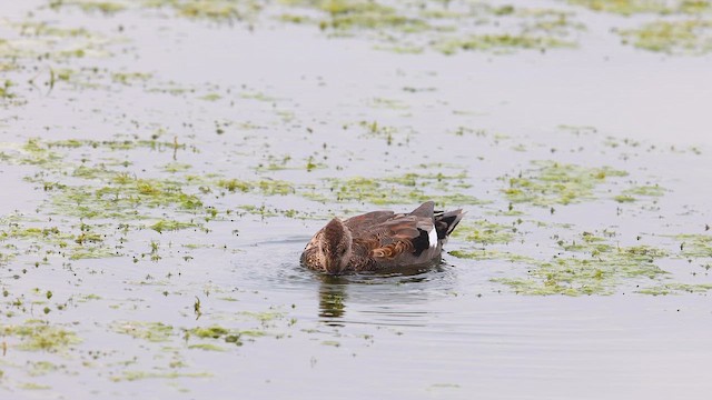 オカヨシガモ - ML613160245