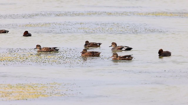 Gadwall - ML613160266