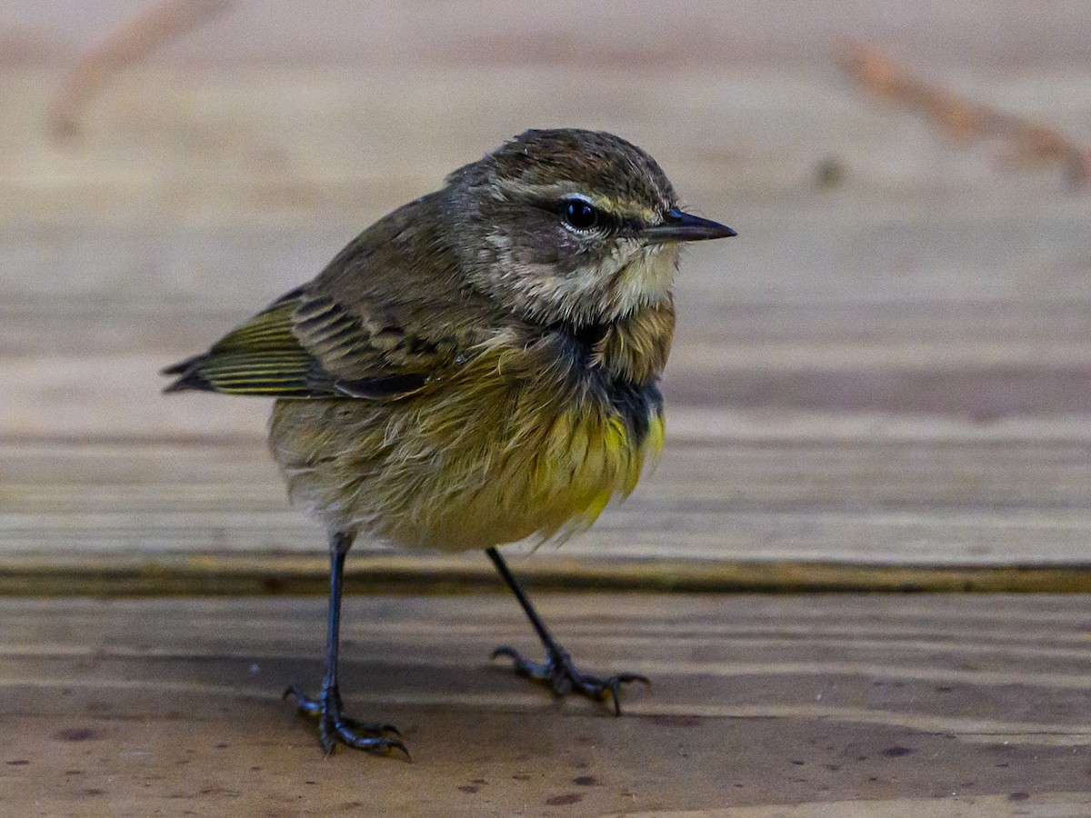 Palm Warbler - ML613160269