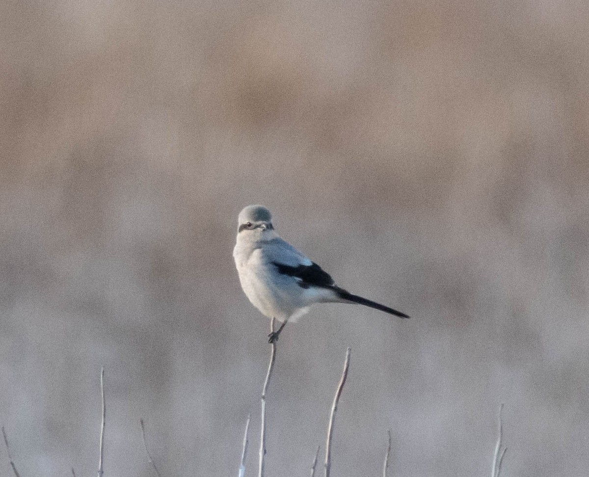 Northern Shrike - ML613160469