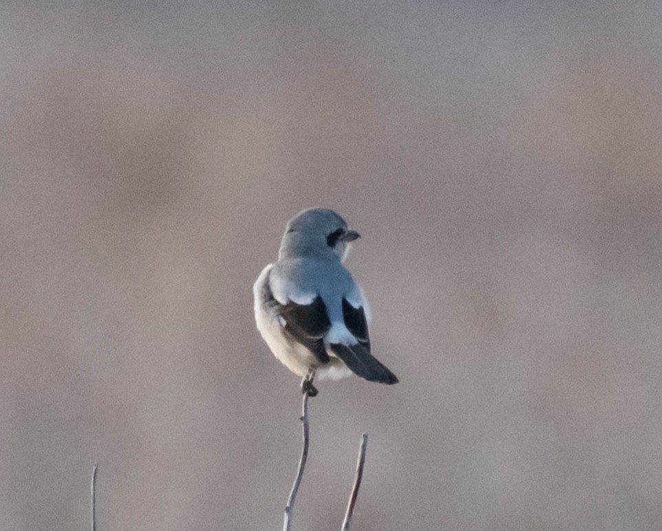 Northern Shrike - ML613160470