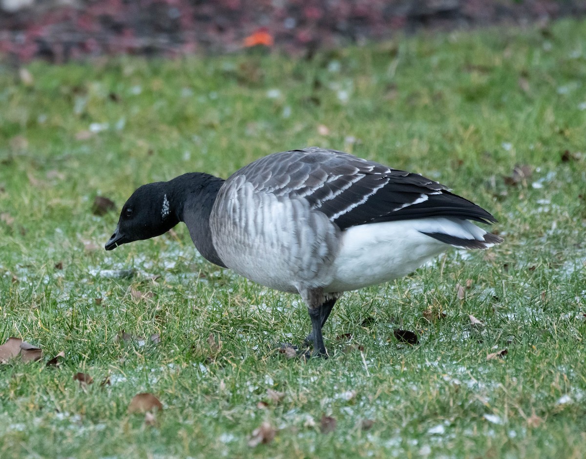 Brant - ML613160479