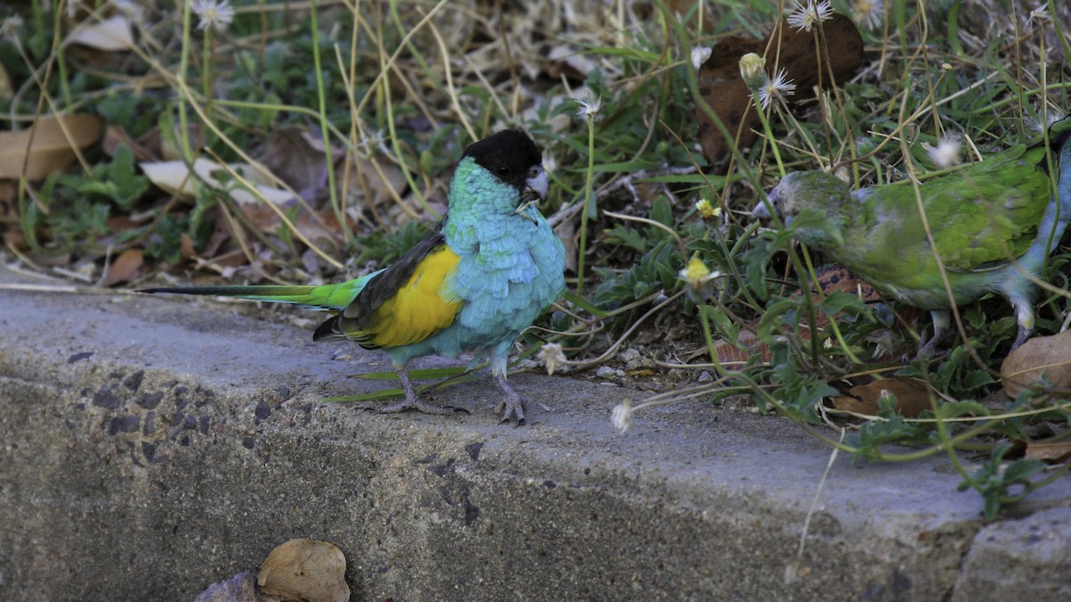 Hooded Parrot - Robert Tizard