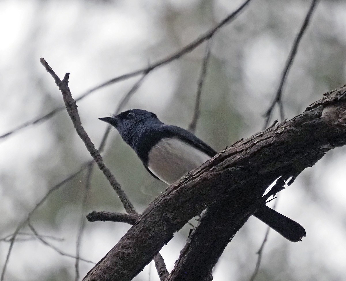 Satin Flycatcher - ML613160511