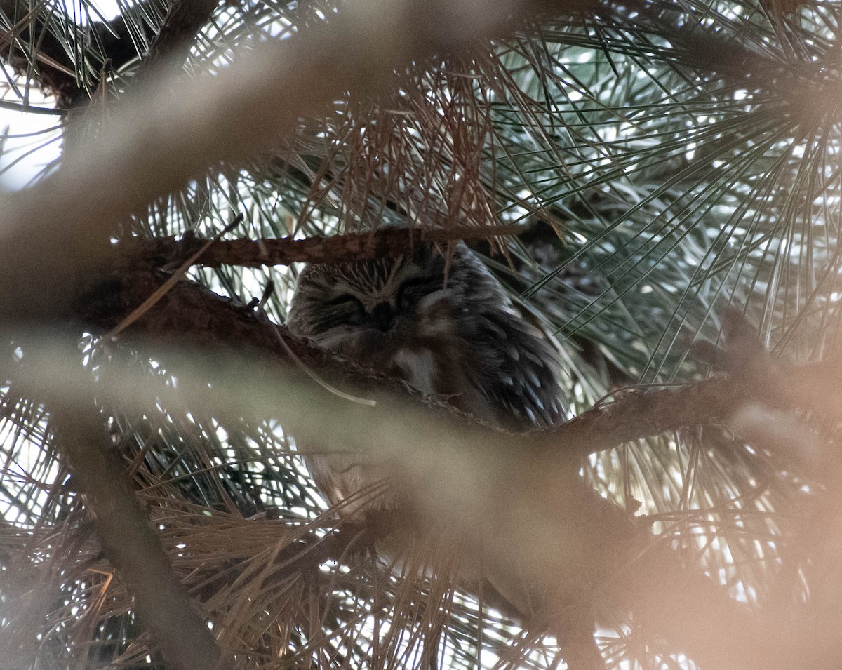 Northern Saw-whet Owl - ML613160515