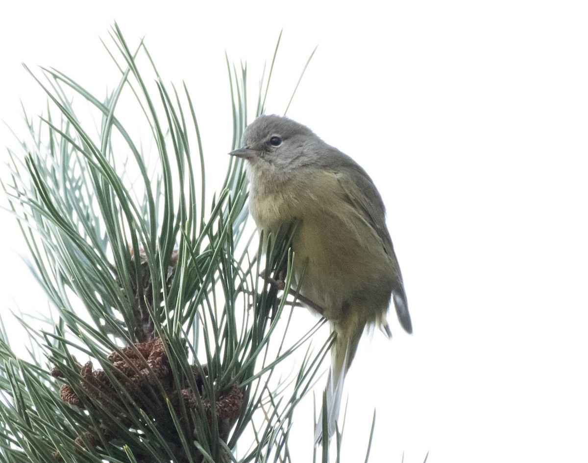 Orange-crowned Warbler - ML613160530