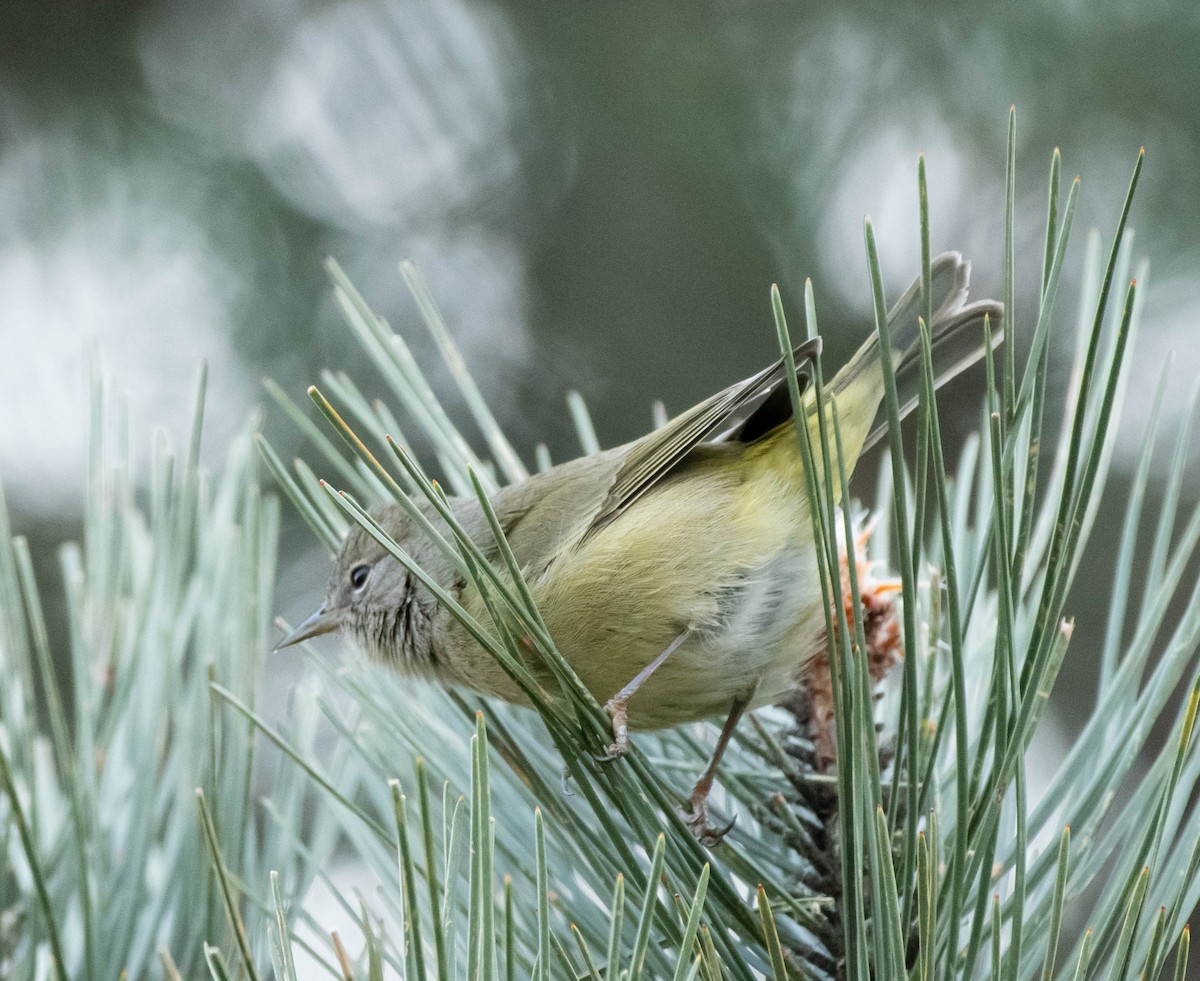 Orange-crowned Warbler - ML613160531