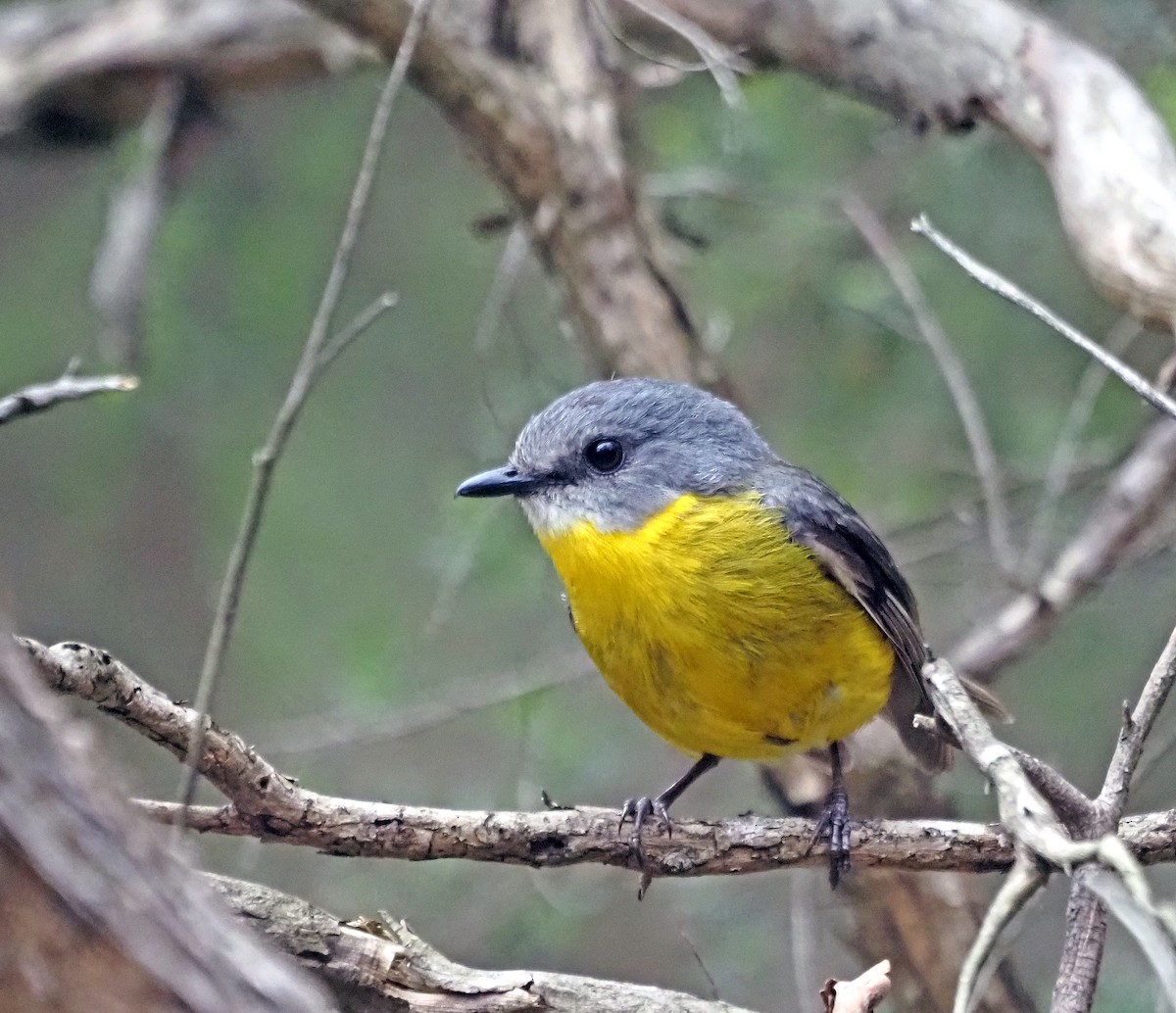 Eastern Yellow Robin - ML613160535