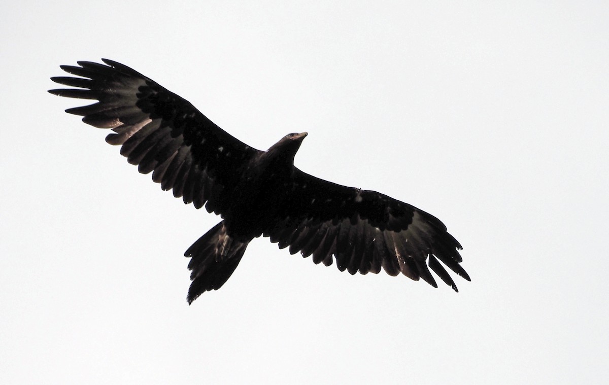 Wedge-tailed Eagle - ML613160652