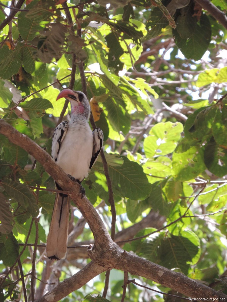 Western Red-billed Hornbill - Radek Nesvačil