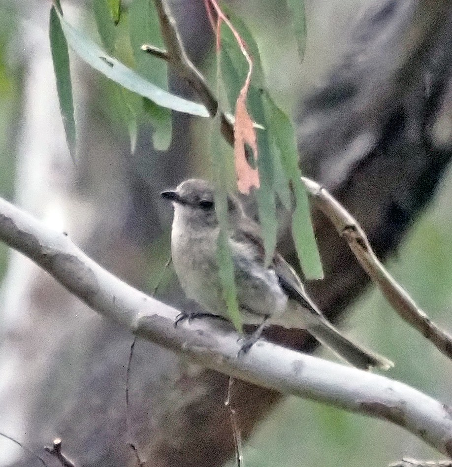 Golden Whistler - ML613160691