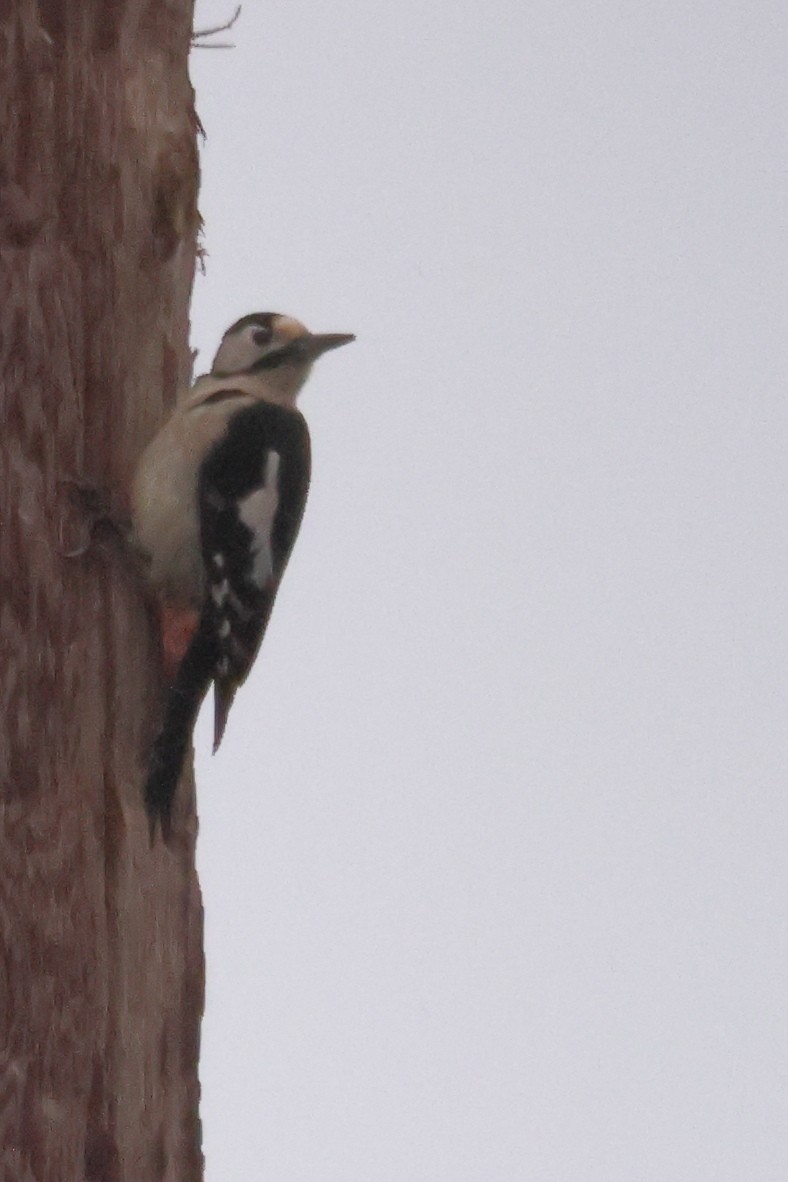 Great Spotted/Syrian Woodpecker - ML613160731