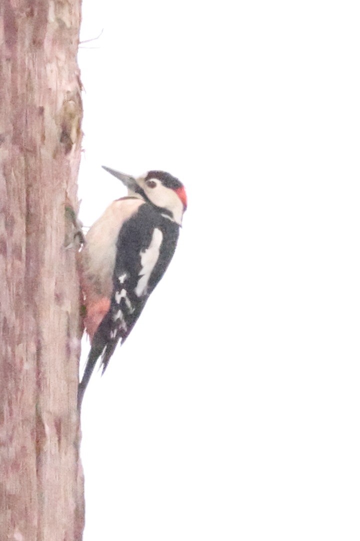 Great Spotted/Syrian Woodpecker - ML613160732