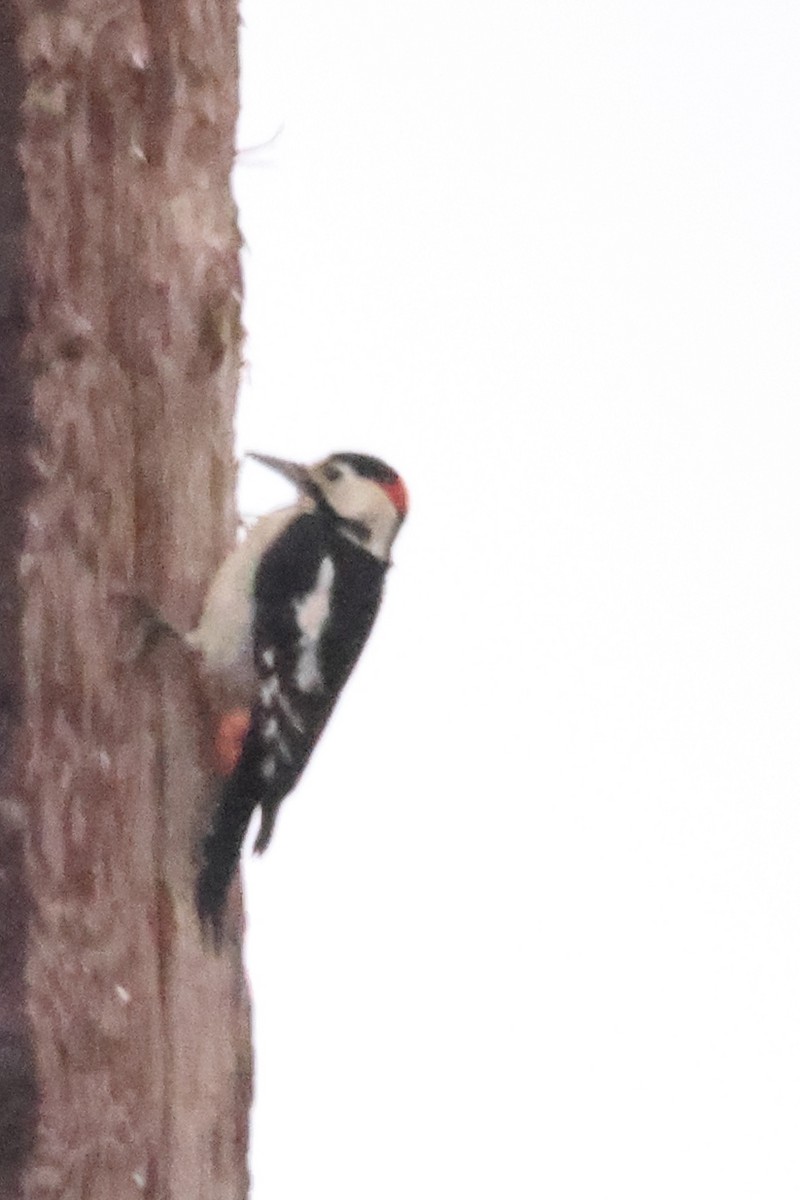 Great Spotted/Syrian Woodpecker - ML613160733