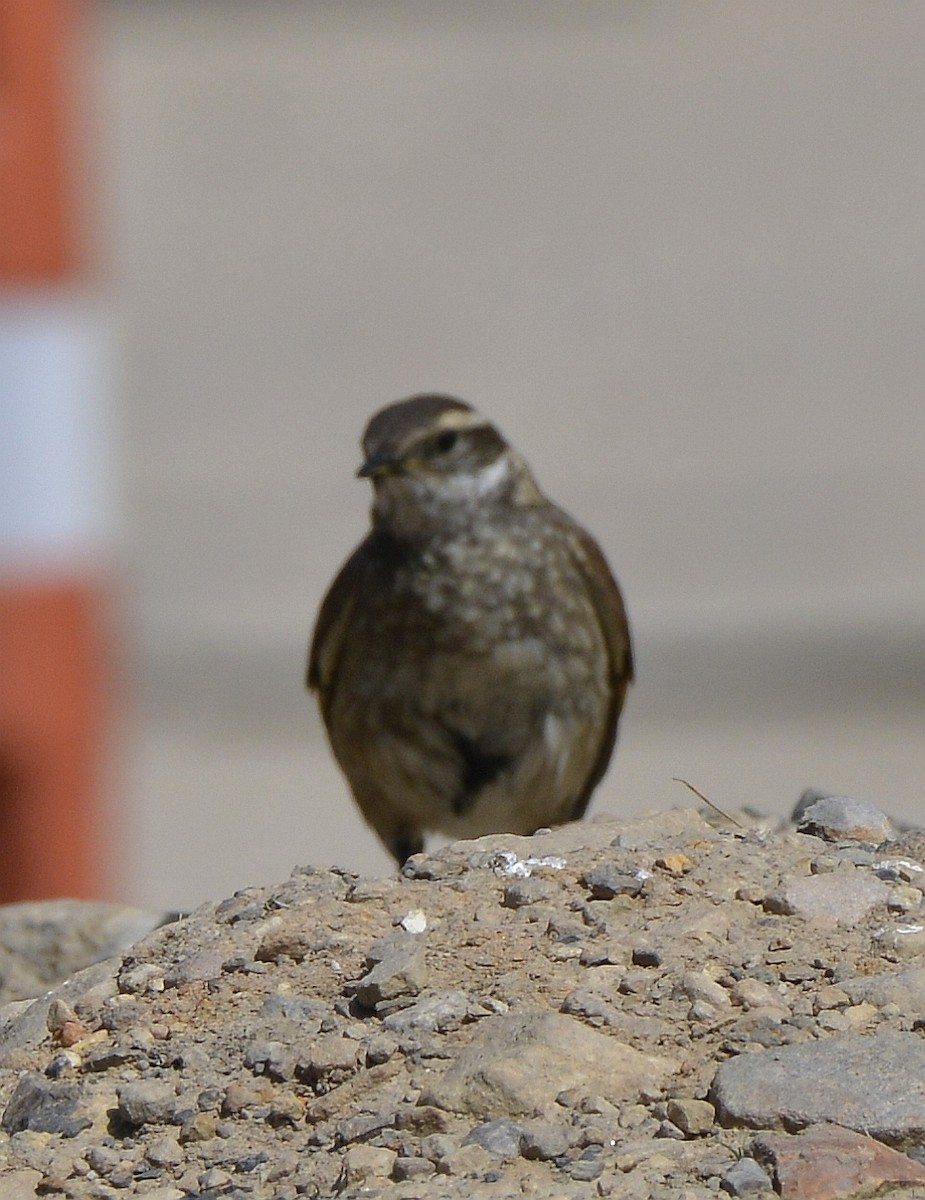 Chestnut-winged Cinclodes - ML613160784