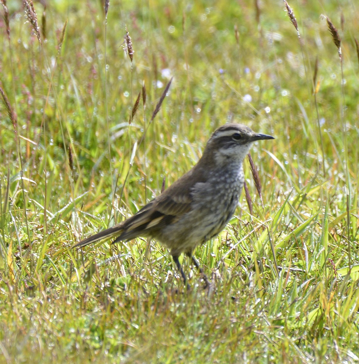 Chestnut-winged Cinclodes - ML613160787