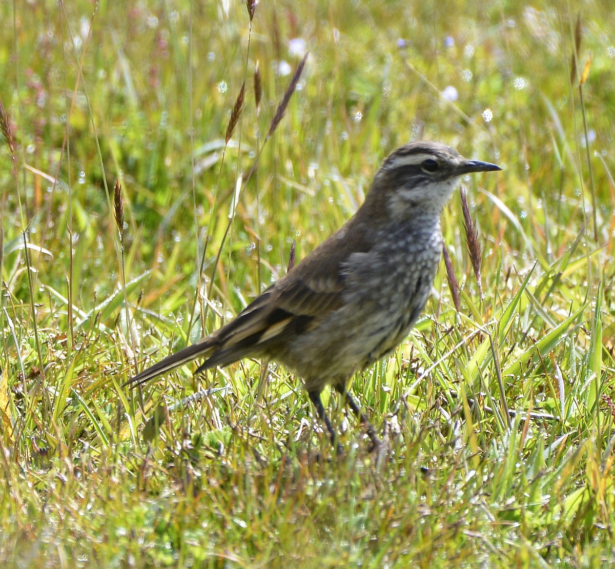 Chestnut-winged Cinclodes - ML613160788