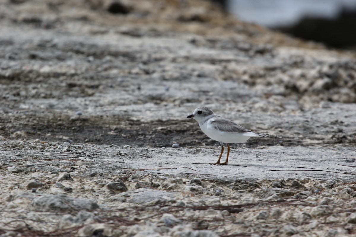 Piping Plover - ML613160828