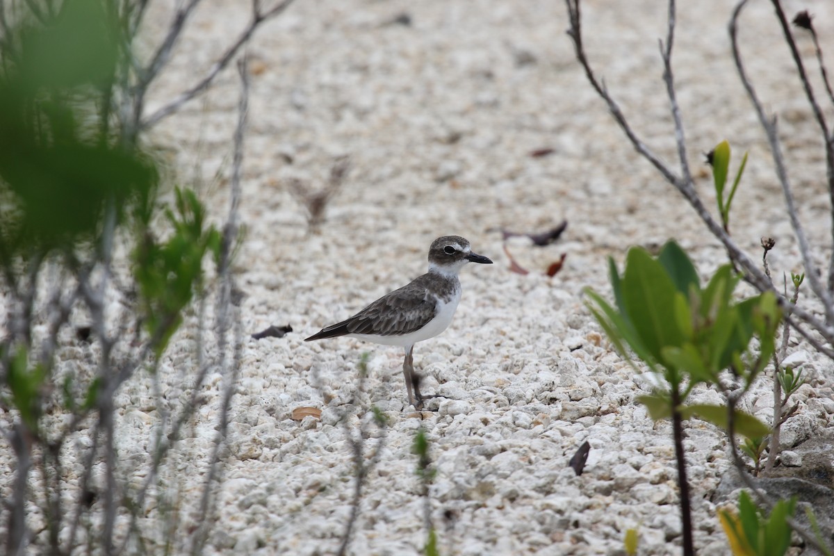 Wilson's Plover - ML613160846