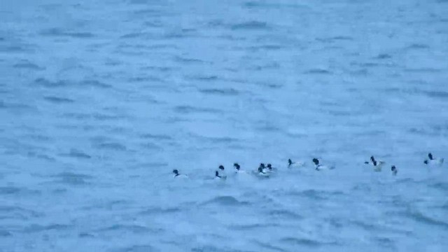 Галагаз євразійський - ML613160871