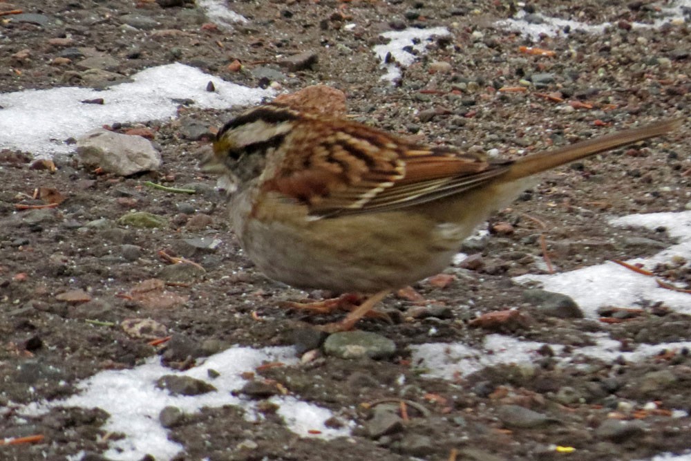 White-throated Sparrow - Larry & Jan Kraemer