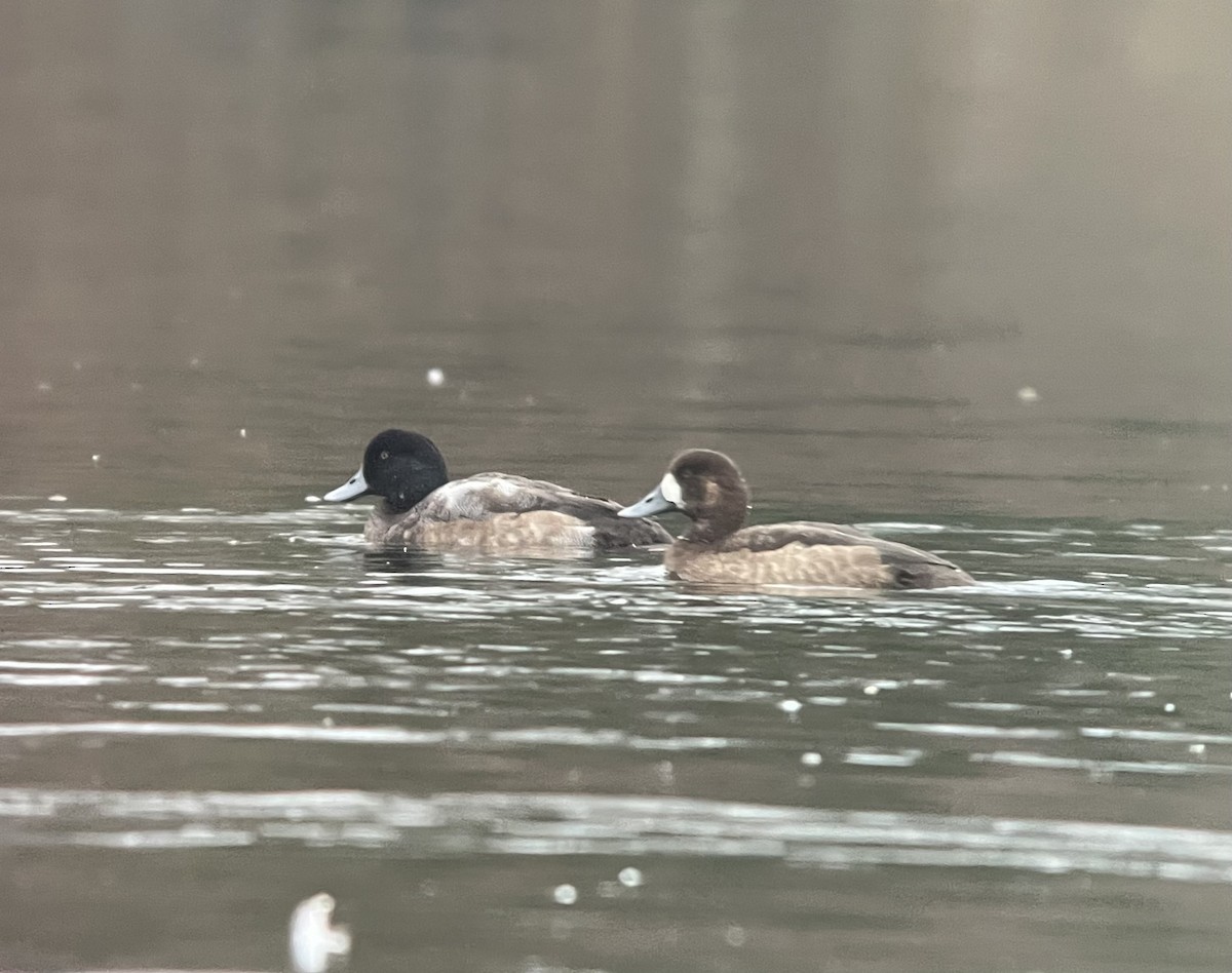 Greater Scaup - ML613160958