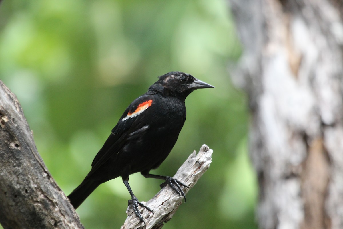 Red-winged Blackbird - ML613160971