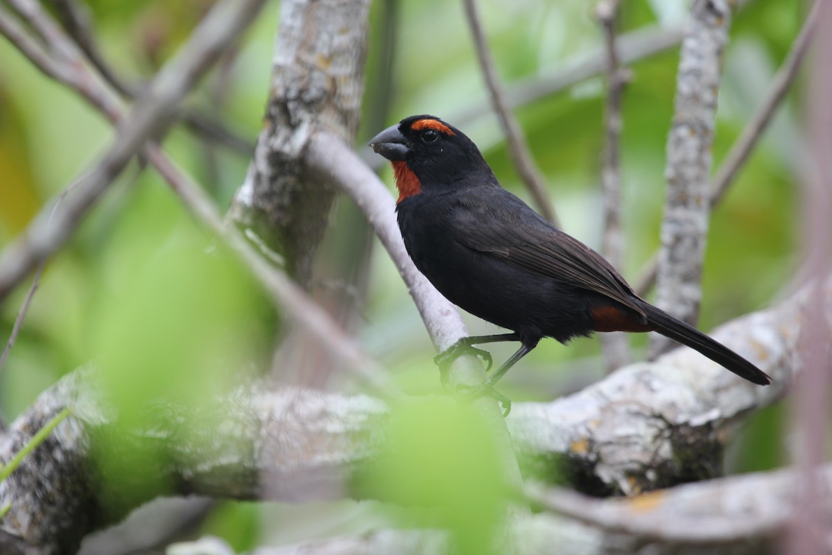 Greater Antillean Bullfinch - ML613160979