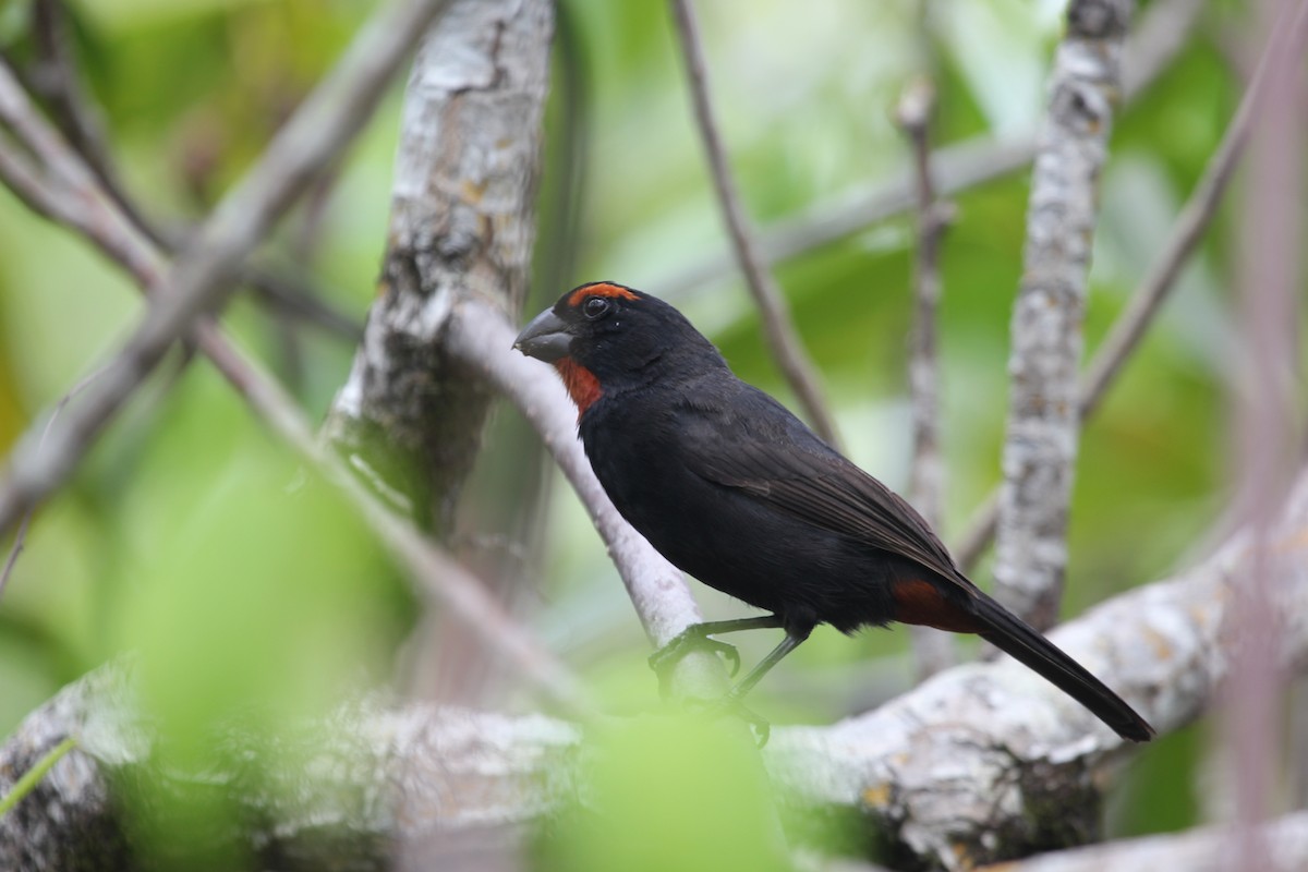 Greater Antillean Bullfinch - ML613161025
