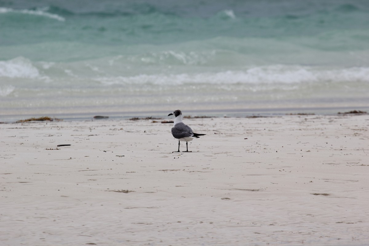 Laughing Gull - ML613161081