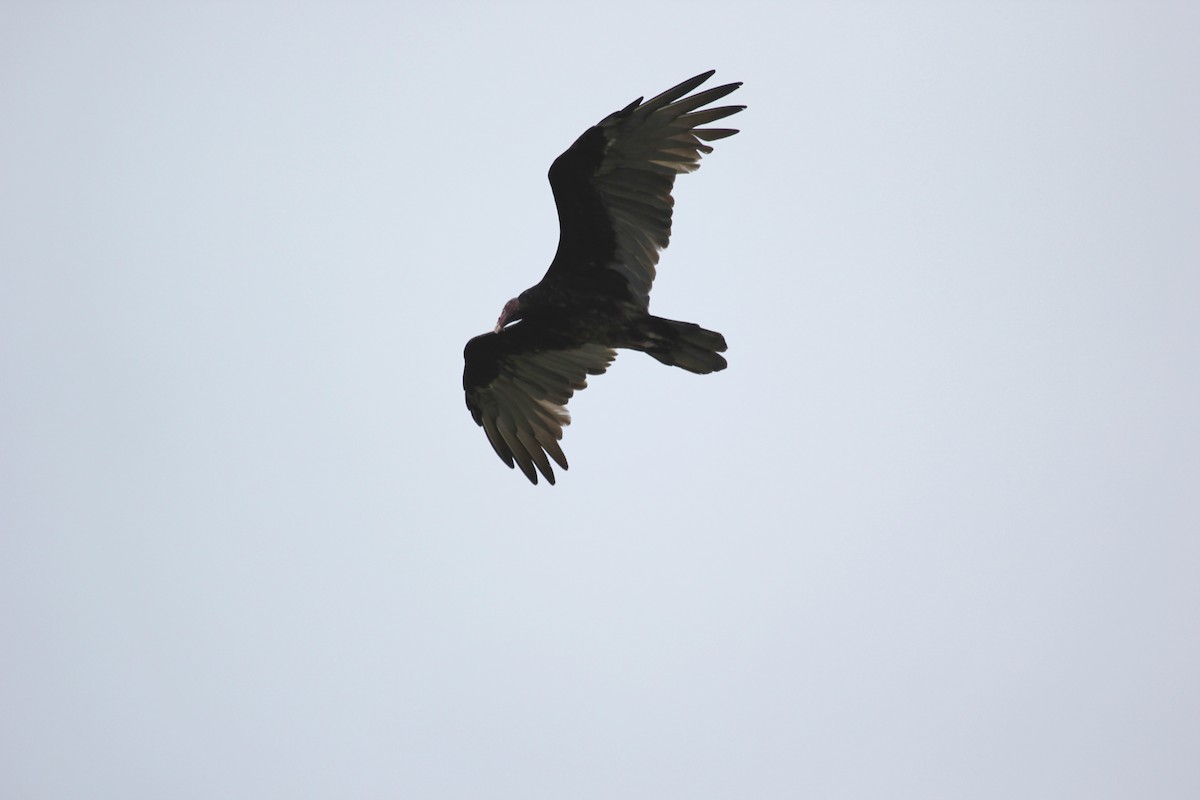 Turkey Vulture - ML613161095