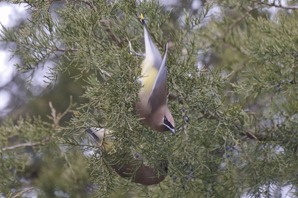 Cedar Waxwing - ML613161107