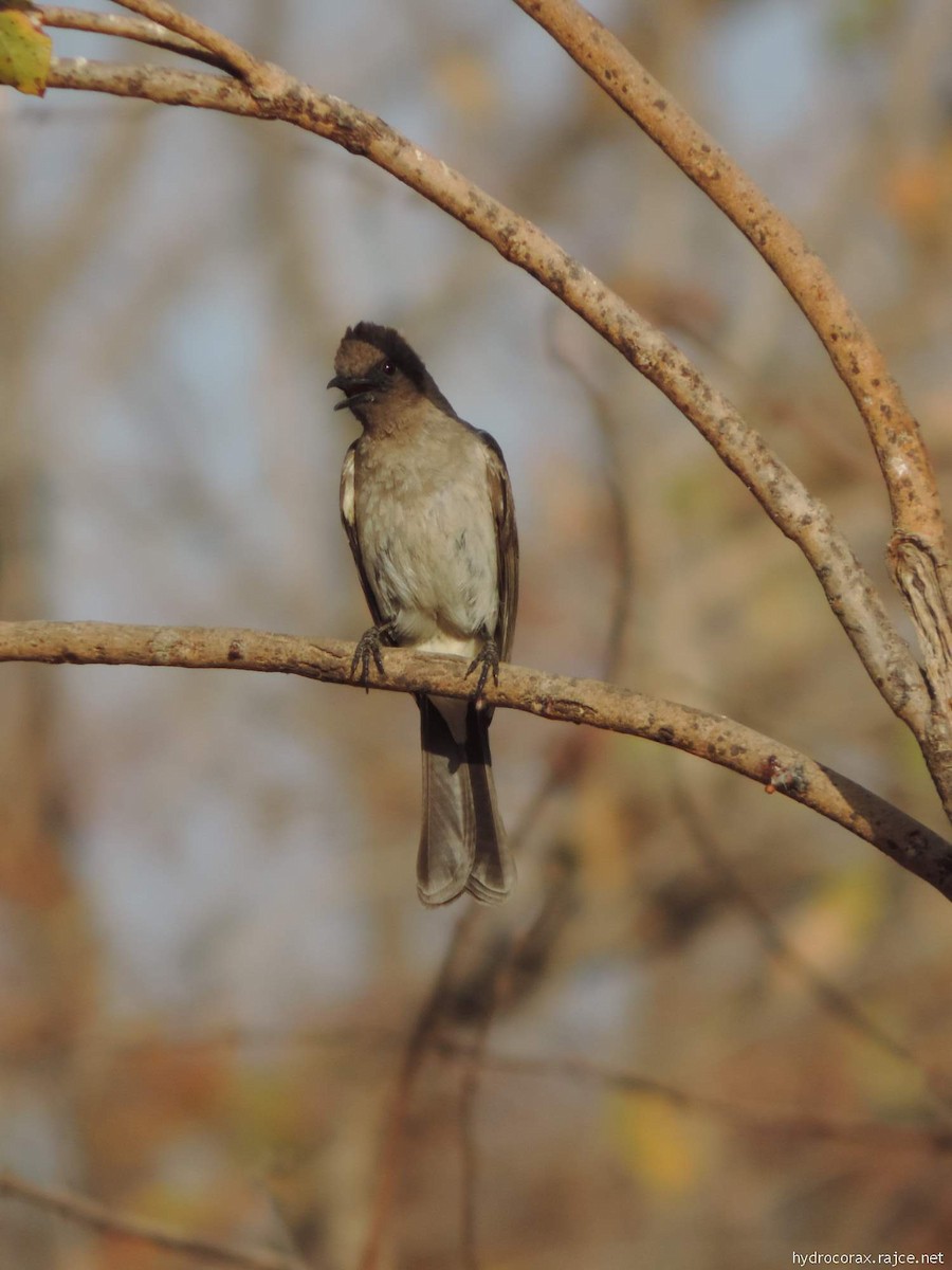 Common Bulbul - ML613161112