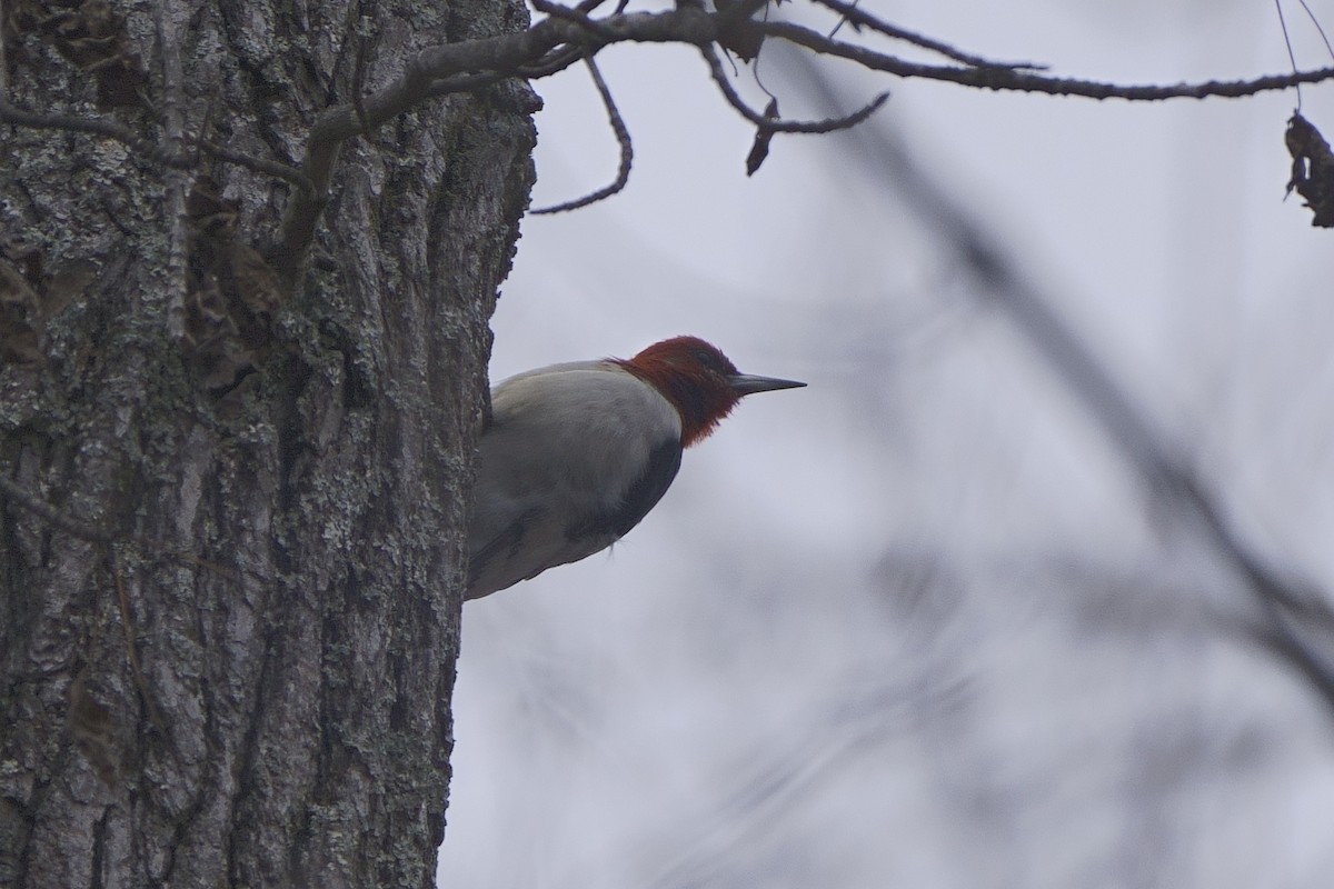 Red-headed Woodpecker - ML613161120