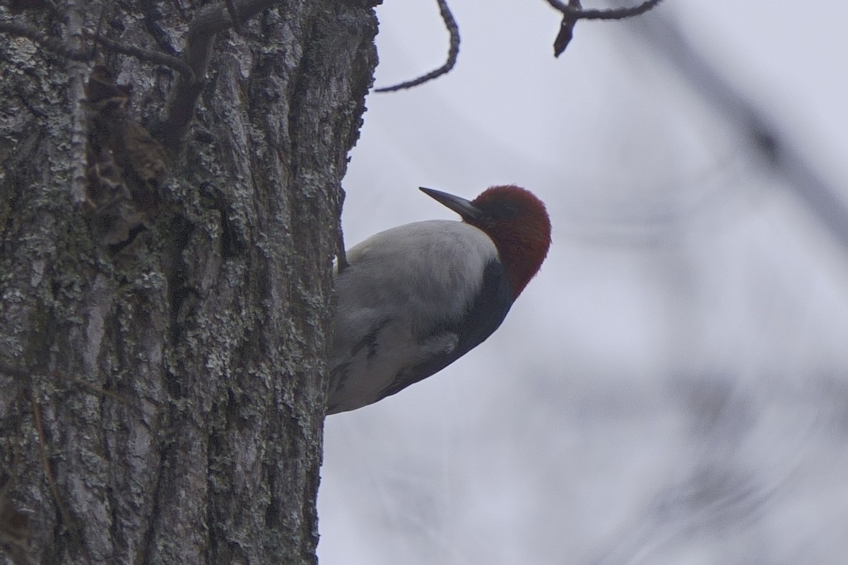 Red-headed Woodpecker - Howard Haysom