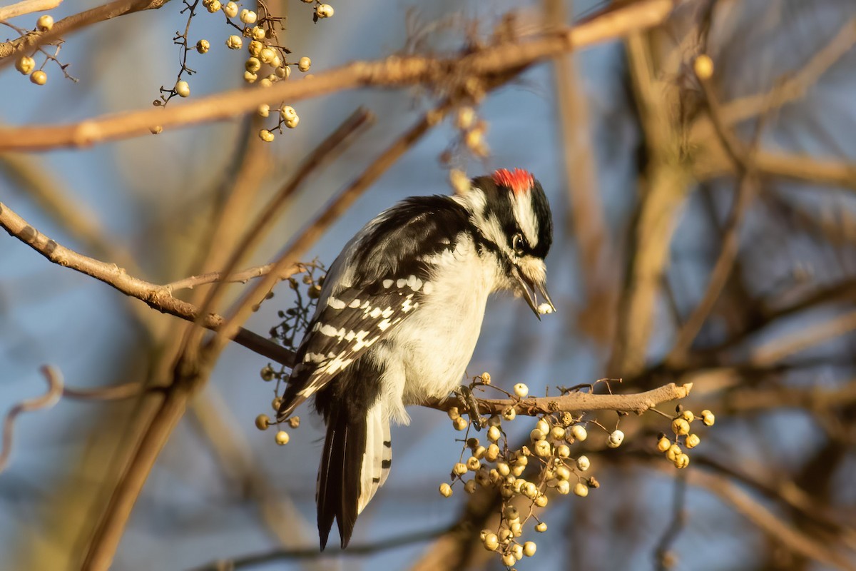 Downy Woodpecker - ML613161194