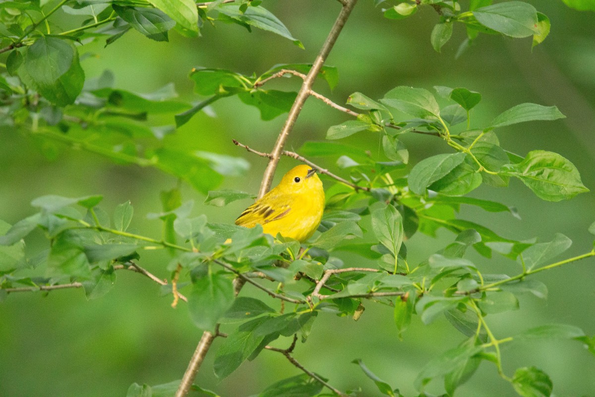 Yellow Warbler - ML613161207