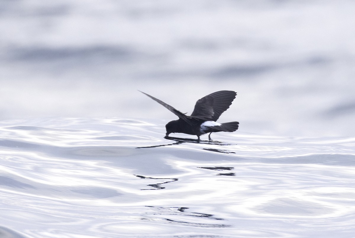 European Storm-Petrel - ML613161214