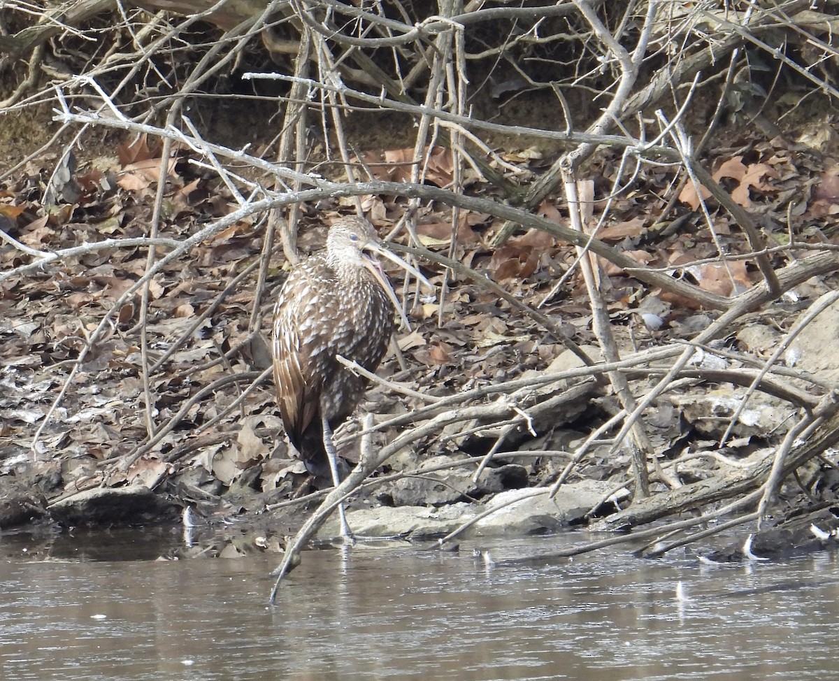 Limpkin - Nancy Braun