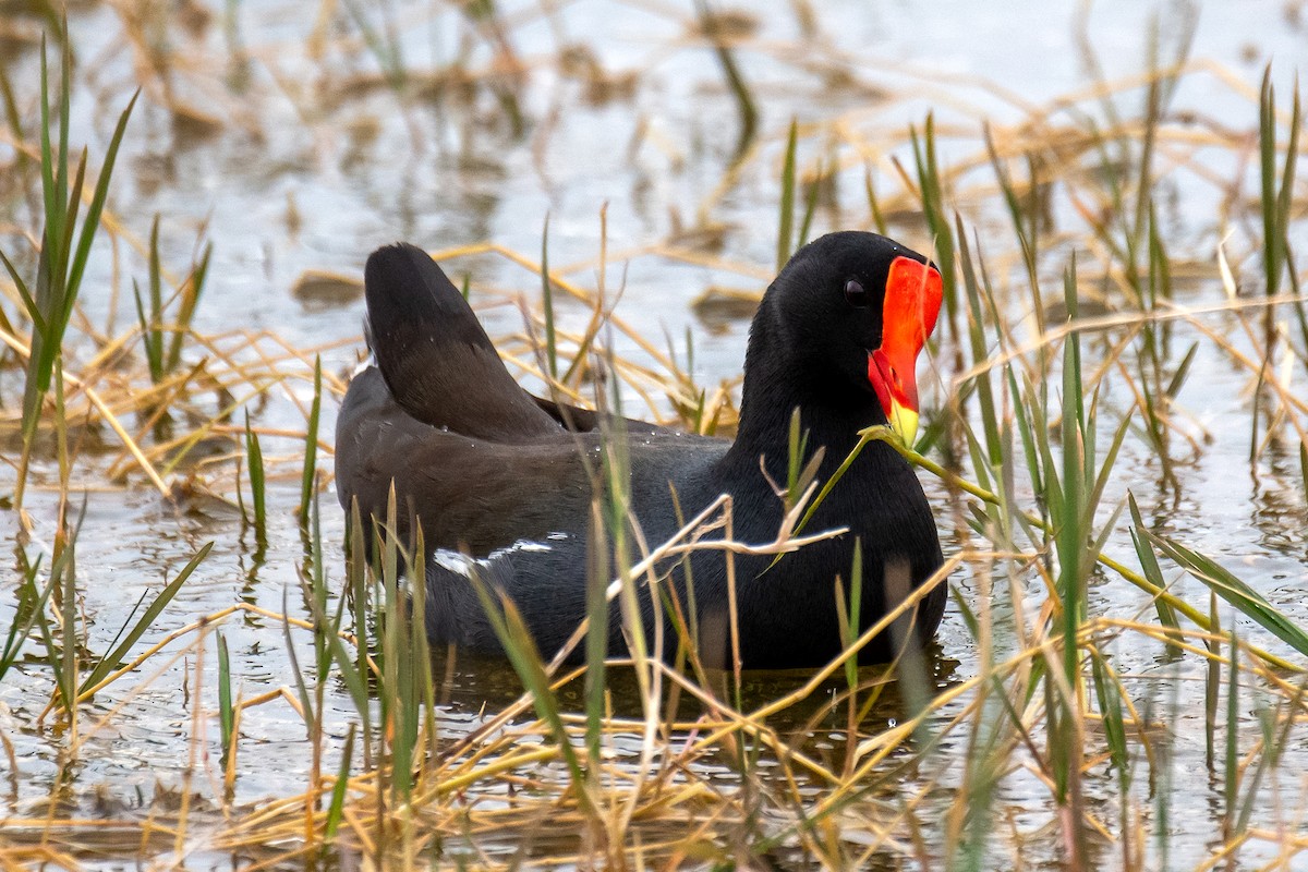 Common Gallinule - ML613161297