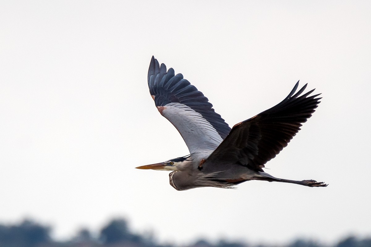 Great Blue Heron - ML613161316