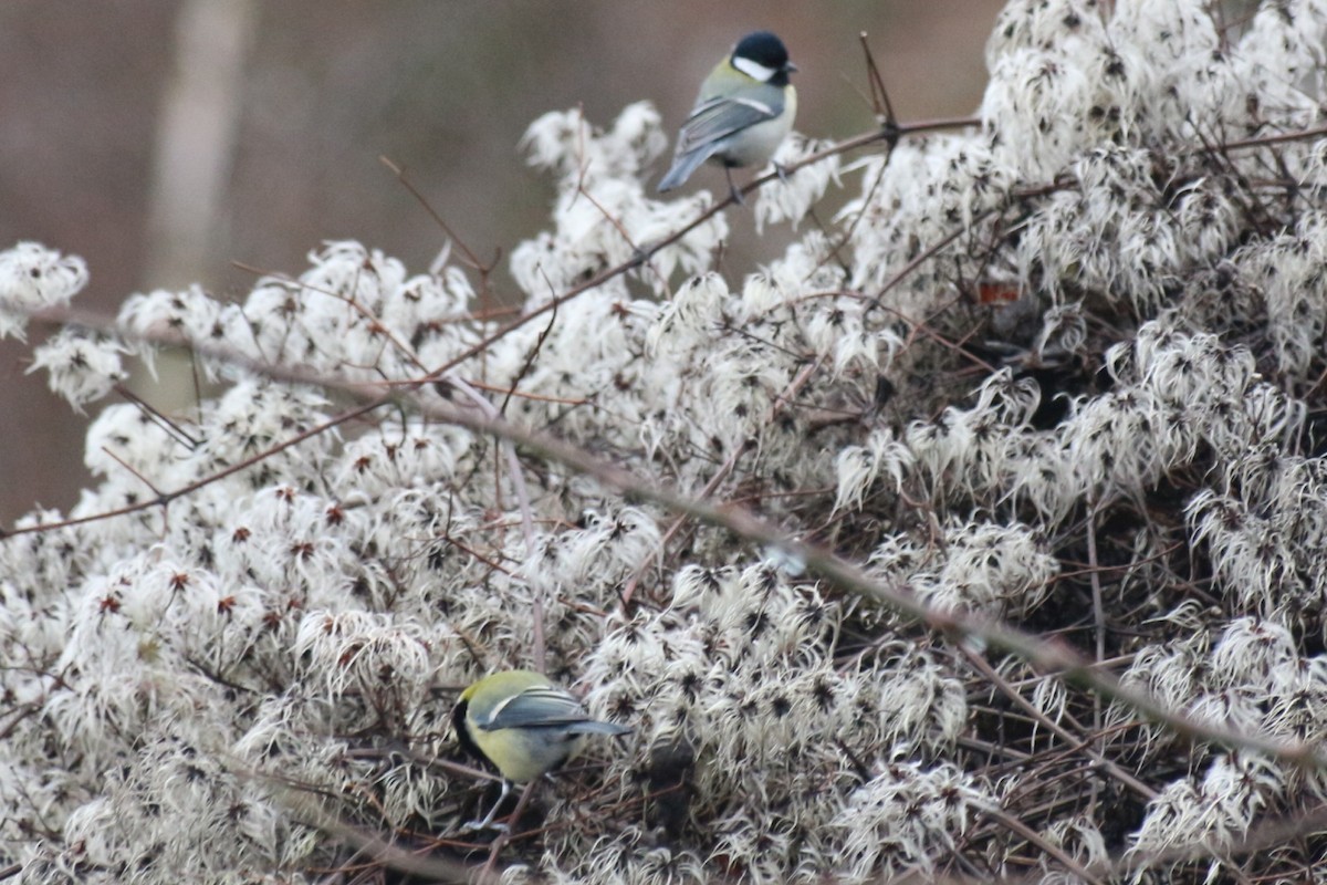 Great Tit - ML613161317