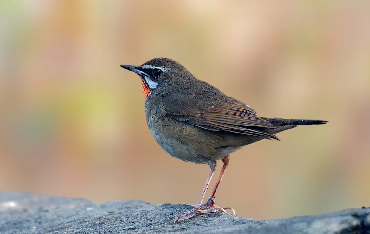 Siberian Rubythroat - ML613161323