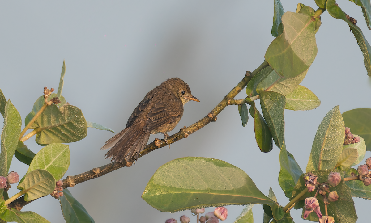 Thick-billed Warbler - ML613161332