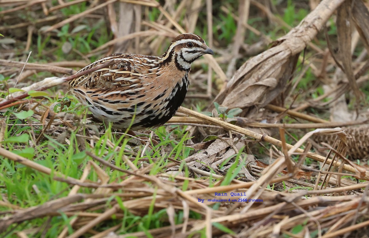 Rain Quail - Argrit Boonsanguan