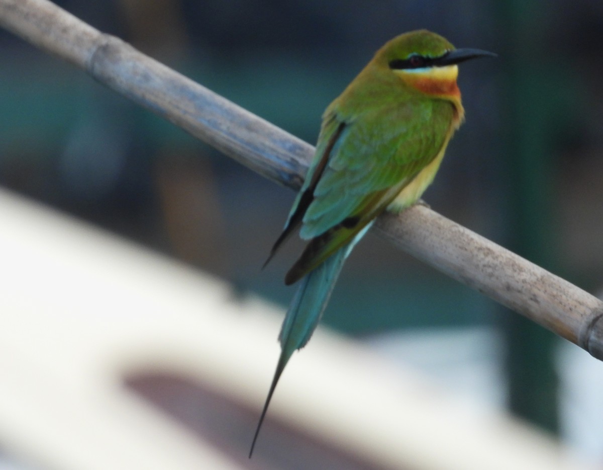Blue-tailed Bee-eater - ML613161441