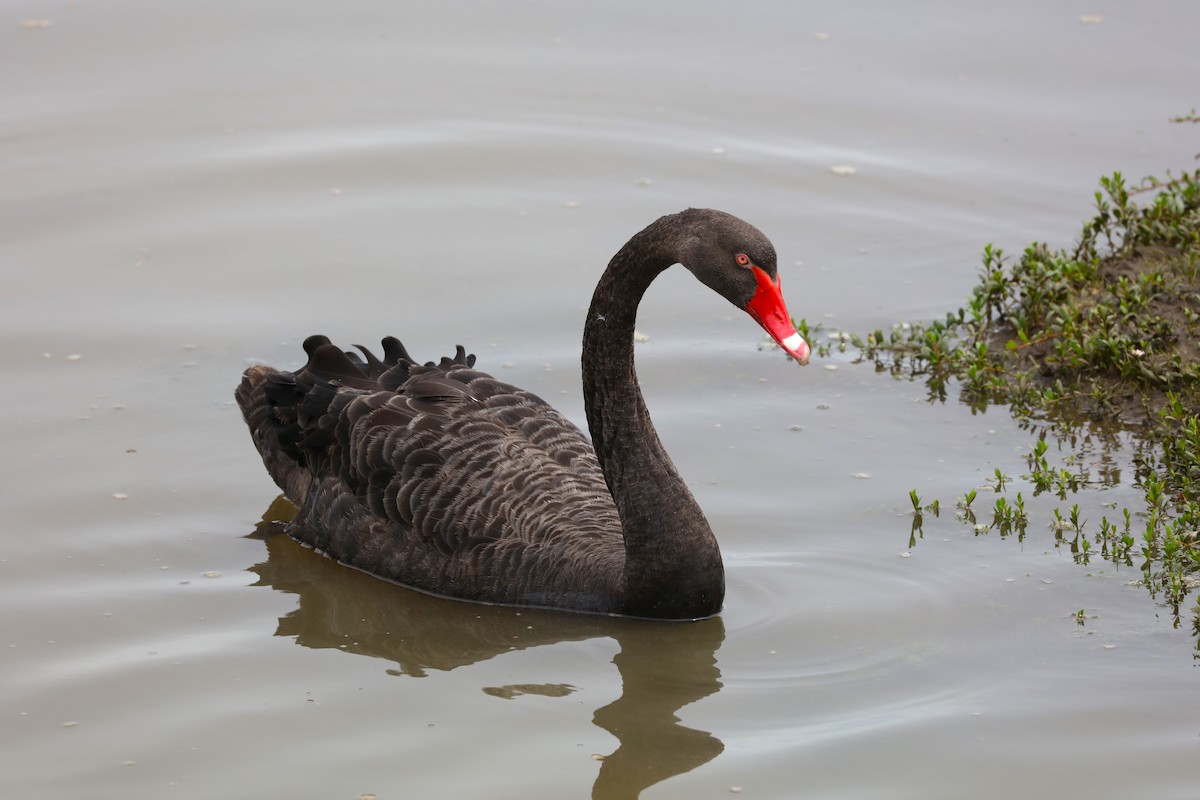 Black Swan - ML613161449