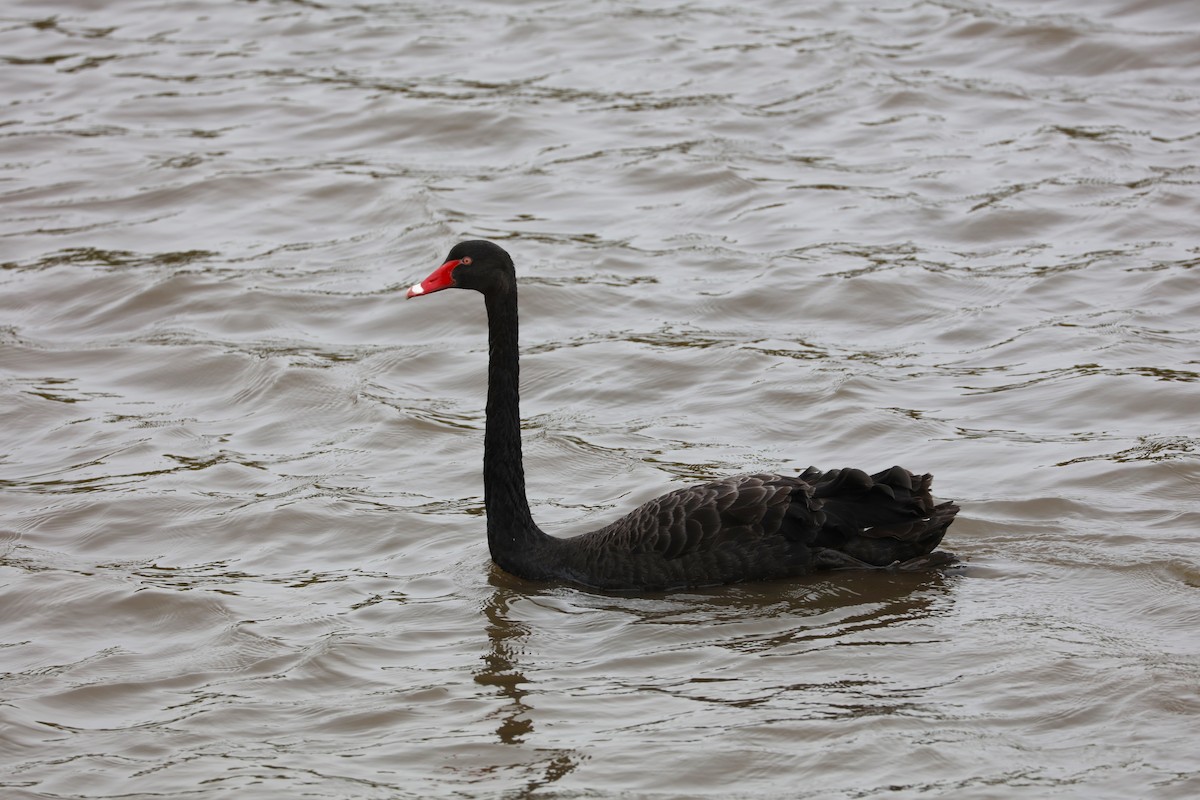 Black Swan - ML613161450