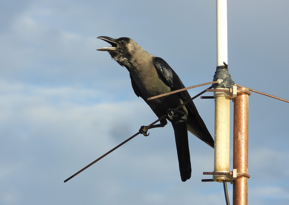 House Crow - ML613161451